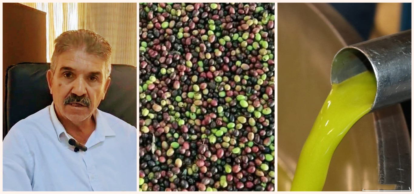 رئيس الاتحاد الجهوي للفلاحة بالقيروان لـ"الصباح نيوز": تقدم موسم جني الزيتون إلى 70%